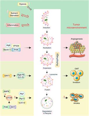 Potential Therapeutic Action of Autophagy in Gastric Cancer Managements: Novel Treatment Strategies and Pharmacological Interventions